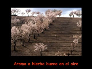 Aroma a hierba buena en el aire