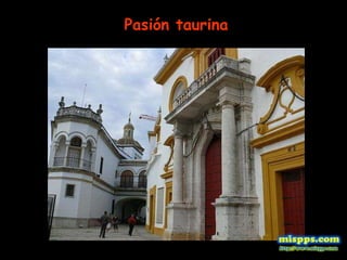 Pasión taurina 