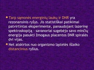 Tarp sąmonės energinių laukų ir DNR yra
rezonansinis ryšys. Jis statistiškai patikimai
patvirtintas eksperimente, panaudojant lazerinę
spektroskopiją – savanoriai sugebėjo savo minčių
energija pasukti žmogaus placentos DNR spiralės
dvi vijas.
Net atskirtos nuo organizmo ląstelės išlaiko
distancinius ryšius.
 