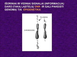 IŠORINIAI IR VIDINIAI SIGNALAI (INFORMACIJA)
DARO ĮTAKĄ LĄSTELIŲ DNR IR GALI PAKEISTI
GENOMĄ! TAI EPIGENETIKA
 