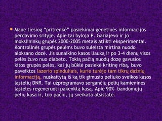 Mane tiesiog “pritrenkė” pasiekimai genetinės informacijos
perdavimo srityje. Apie tai byloja P. Gariajevo ir jo
mokslininkų grupės 2000-2005 metais atlikti eksperimentai.
Kontrolinės grupės pelėms buvo suleista mirtina nuodo
aloksano dozė. Jis sunaikino kasos liauką ir po 3-4 dienų visos
pelės žuvo nuo diabeto. Tokią pačią nuodų dozę gavusios
kitos grupės pelės, kai jų būklė pasiekė kritinę ribą, buvo
paveiktos lazerio spinduliais, kurie turėjo tam tikrų dažnių
informaciją, nuskaitytą iš ką tik gimusio peliuko sveikos kasos
ląstelių DNR. Tai užprogramavo sergančių pelių kamienines
ląsteles regeneruoti pakenktą kasą. Apie 90% bandomųjų
pelių kasa ir, tuo pačiu, jų sveikata atsistatė.
 