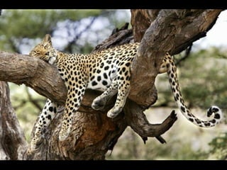 Pasme se com-estas_fotos_!!!__