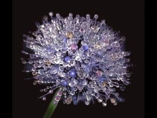 Pasme se com-estas_fotos_!!!__