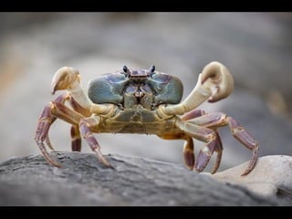 Pasme se com-estas_fotos_!!!__