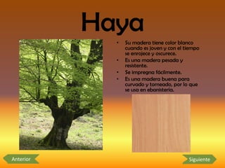 Haya
             •   Su madera tiene color blanco
                 cuando es joven y con el tiempo
                 se enrojece y oscurece.
             •   Es una madera pesada y
                 resistente.
             •   Se impregna fácilmente.
             •   Es una madera buena para
                 curvado y torneado, por lo que
                 se usa en ebanistería.




Anterior                                   Siguiente
 
