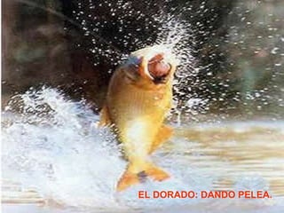 EL DORADO: DANDO PELEA. 