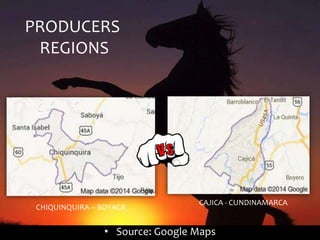 PRODUCERS 
REGIONS 
CHIQUINQUIRA – BOYACA 
CAJICA - CUNDINAMARCA 
• Source: Google Maps 
 