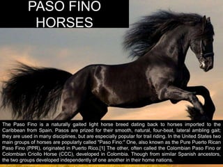 PASO FINO 
HORSES 
The Paso Fino is a naturally gaited light horse breed dating back to horses imported to the 
Caribbean from Spain. Pasos are prized for their smooth, natural, four-beat, lateral ambling gait; 
they are used in many disciplines, but are especially popular for trail riding. In the United States two 
main groups of horses are popularly called "Paso Fino:" One, also known as the Pure Puerto Rican 
Paso Fino (PPR), originated in Puerto Rico.[1] The other, often called the Colombian Paso Fino or 
Colombian Criollo Horse (CCC), developed in Colombia. Though from similar Spanish ancestors, 
the two groups developed independently of one another in their home nations. 
 