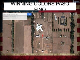 WINNING COLORS PASO 
FINO 
 