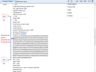 Número de genes presente en la secuencia