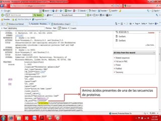 Amino ácidos presentes de una de las secuencias de proteínas