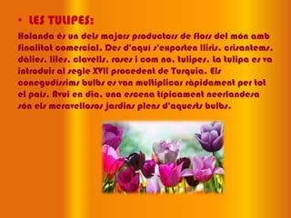• LES TULIPES:
Holanda és un dels majors productors de flors del món amb
finalitat comercial. Des d'aquí s'exporten lliris, crisantems,
dàlies, liles, clavells, roses i com no, tulipes. La tulipa es va
introduir al segle XVll procedent de Turquia. Els
conegudíssims bulbs es van multiplicar ràpidament per tot
el país. Avui en dia, una escena típicament neerlandesa
són els meravellosos jardins plens d'aquests bulbs.
 