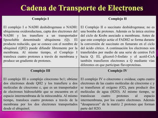 Complejo I
El complejo I o NADH deshidrogenasa o NADH:
ubiquinona oxidoreductasa, capta dos electrones del
NADH y los transfiere a un transportador
liposoluble denominado ubiquinona (Q). El
producto reducido, que se conoce con el nombre de
ubiquinol (QH2) puede difundir libremente por la
membrana. Al mismo tiempo, el Complejo I
transloca cuatro protones a través de membrana y
produce un gradiente de protones.
Complejo II
El Complejo II o succinato deshidrogenasa; no es
una bomba de protones. Además es la única enzima
del ciclo de Krebs asociado a membrana. Antes de
que este complejo actúe el FADH2 se forma durante
la conversión de succinato en fumarato en el ciclo
del ácido cítrico. A continuación los electrones son
transferidos por medio de una serie de centros FeS
hacia Q. EL glicerol-3-fosfato y el acetil-CoA
también transfieren electrones a Q mediante vías
diferentes en que participan flavoproteínas.
Complejo III
El complejo III o complejo citocromo bc1; obtiene
dos electrones desde QH2 y los transfiere a dos
moléculas de citocromo c, que es un transportador
de electrones hidrosoluble que se encuentra en el
espacio intermembrana de la mitocondria. Al mismo
tiempo, transloca cuatro protones a través de la
membrana por los dos electrones transportados
desde el ubiquinol.
Complejo IV
El complejo IV o citocromo c oxidasa; capta cuatro
electrones de las cuatro moléculas de citocromo c y
se transfieren al oxígeno (O2), para producir dos
moléculas de agua (H2O). Al mismo tiempo, se
translocan cuatro protones al espacio
intermembrana, por los cuatro electrones. Además
"desaparecen" de la matriz 2 protones que forman
parte del H2O.
 