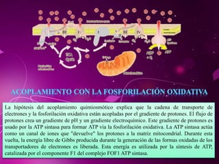 La hipótesis del acoplamiento quimiosmótico explica que la cadena de transporte de
electrones y la fosforilación oxidativa están acopladas por el gradiente de protones. El flujo de
protones crea un gradiente de pH y un gradiente electroquímico. Este gradiente de protones es
usado por la ATP sintasa para formar ATP vía la fosforilación oxidativa. La ATP sintasa actúa
como un canal de iones que "devuelve" los protones a la matriz mitocondrial. Durante esta
vuelta, la energía libre de Gibbs producida durante la generación de las formas oxidadas de los
transportadores de electrones es liberada. Esta energía es utilizada por la síntesis de ATP,
catalizada por el componente F1 del complejo FOF1 ATP sintasa.
 