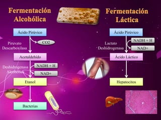 Ácido Pirúvico
Acetaldehído
Etanol
Bacterias
Piruvato
Descarboxilasa
CO2
Deshidrogenasa
Alcohólica
NADH + H
NAD+
Ácido Pirúvico
Ácido Láctico
Hepatocitos
Lactato
Deshidrogenasa
NADH + H
NAD+
Levadura
 
