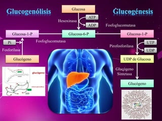 Glucosa
Glucosa-6-P
ATP
ADP
Hesoxinasa
Glucosa-1-P
UDP de Glucosa
UTP
UDP
Pirofosforilasa
Glucógeno
Glucógeno
Sintetasa
Fosfoglucomutasa
Glucosa-1-P
Glucógeno
FosfoglucomutasaPi
Fosforilasa
 
