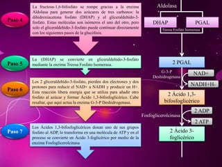La fructosa-1,6-bifosfato se rompe gracias a la enzima
Aldolasa para generar dos azúcares de tres carbonos: la
dihidroxiacetona fosfato (DHAP) y el gliceraldehído-3-
fosfato. Estas moléculas son isómeros el uno del otro, pero
solo el gliceraldehído-3-fosfato puede continuar directamente
con los siguientes pasos de la glucólisis.
Paso 4 PGALDHAP
Aldolasa
La (DHAP) se convierte en gliceraldehído-3-fosfato
mediante la enzima Treosa Fosfato Isomerasa.Paso 5
Treosa Fosfato Isomerasa
2 PGAL
Los 2 gliceraldehído-3-fosfato, pierden dos electrones y dos
protones para reducir el NAD+ a NADH y producir un H+.
Esta reacción libera energía que se utiliza para añadir otro
fosfato al azúcar y formar Ácido 1,3-bifosfoglicérico. Cabe
resaltar, que aquí actua la enzima G-3-P Deshidrogenasa.
Paso 6
2 Ácido 1,3-
bifosfoglicérico
NAD+
NADH+H+
G-3-P
Deshidrogenasa
Los Ácidos 1,3-bifosfoglicéricos donan uno de sus grupos
fosfato al ADP, lo transforma en una molécula de ATP y en el
proceso se convierte en Ácido 3-foglicérico por medio de la
enzima Fosfoglicerolcinasa
Paso 7 2 Ácido 3-
foglicérico
Fosfoglicerolcinasa
2 ADP
2 ATP
 
