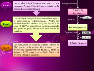 Los Ácidos 3-foglicéricos se convierten en sus
isómeros, Ácidos 2-foglicéricos a través de la
enzima Fosfoglicerolmutasa
Paso 8
Los 2-fosfoglicerato pierden una molécula de agua y
se transforman en fosfoenolpiruvato (PEPP), por
medio de la enzima Enolasa; y hay una liberación de
agua. El PEPP es una molécula inestable, preparada
para perder su grupo fosfato en el paso final de la
glucólisis.
Paso 5
2 Ácido 2-
foglicérico
Los PEPP, donan sin dificultad su grupo fosfato a un
ADP gracias a la enzima Piruvatocinasa; y se
produce una segunda molécula de ATP. Al perder su
fosfato, el PEPP se convierte en Ácido Pirúvico, el
producto final de la glucólisis
Paso 10
Fosfoenolpiruvato
2 Ácido Pirúvico
Piruvatocinasa 2 ADP
2 ATP
Fosfoglicerolmutasa
Enolasa
H2O
 