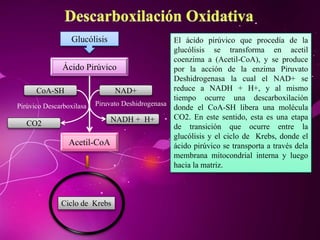 Ácido Pirúvico
Acetil-CoA
Glucólisis El ácido pirúvico que procedía de la
glucólisis se transforma en acetil
coenzima a (Acetil-CoA), y se produce
por la acción de la enzima Piruvato
Deshidrogenasa la cual el NAD+ se
reduce a NADH + H+, y al mismo
tiempo ocurre una descarboxilación
donde el CoA-SH libera una molécula
CO2. En este sentido, esta es una etapa
de transición que ocurre entre la
glucólisis y el ciclo de Krebs, donde el
ácido pirúvico se transporta a través dela
membrana mitocondrial interna y luego
hacia la matriz.
NAD+
NADH + H+
Piruvato Deshidrogenasa
CoA-SH
CO2
Pirúvico Descarboxilasa
Ciclo de Krebs
 