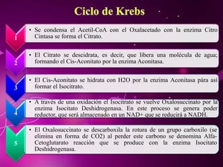 1
• Se condensa el Acetil-CoA con el Oxalacetado con la enzima Citro
Cintasa se forma el Citrato.
2
• El Citrato se descidrata, es decir, que libera una molécula de agua;
formando el Cis-Aconitato por la enzima Aconitasa.
3
• El Cis-Aconitato se hidrata con H2O por la enzima Aconitasa pára así
formar el Isocitrato.
4
• A través de una oxidación el Isocitrato se vuelve Oxalosuccinato por la
enzima Isocitato Deshidrogenasa. En este proceso se genera poder
reductor, que será almacenado en un NAD+ que se reducirá a NADH.
5
• El Oxalosuccinato se descarboxila la rotura de un grupo carboxilo (se
elimina en forma de CO2) al perder este carbono se denomina Alfa-
Cetoglutarato reacción que se produce con la enzima Isocitato
Deshidrogenasa.
 