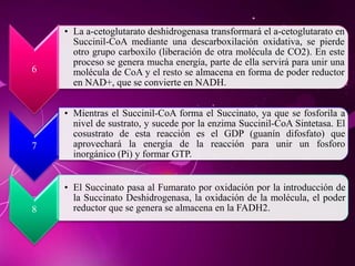 6
• La a-cetoglutarato deshidrogenasa transformará el a-cetoglutarato en
Succinil-CoA mediante una descarboxilación oxidativa, se pierde
otro grupo carboxilo (liberación de otra molécula de CO2). En este
proceso se genera mucha energía, parte de ella servirá para unir una
molécula de CoA y el resto se almacena en forma de poder reductor
en NAD+, que se convierte en NADH.
7
• Mientras el Succinil-CoA forma el Succinato, ya que se fosforila a
nivel de sustrato, y sucede por la enzima Succinil-CoA Sintetasa. El
cosustrato de esta reacción es el GDP (guanín difosfato) que
aprovechará la energía de la reacción para unir un fosforo
inorgánico (Pi) y formar GTP.
8
• El Succinato pasa al Fumarato por oxidación por la introducción de
la Succinato Deshidrogenasa, la oxidación de la molécula, el poder
reductor que se genera se almacena en la FADH2.
 