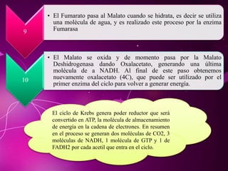 9
• El Fumarato pasa al Malato cuando se hidrata, es decir se utiliza
una molécula de agua, y es realizado este proceso por la enzima
Fumarasa
10
• El Malato se oxida y de momento pasa por la Malato
Deshidrogenasa dando Oxalacetato, generando una última
molécula de a NADH. Al final de este paso obtenemos
nuevamente oxalacetato (4C), que puede ser utilizado por el
primer enzima del ciclo para volver a generar energía.
El ciclo de Krebs genera poder reductor que será
convertido en ATP, la molécula de almacenamiento
de energía en la cadena de electrones. En resumen
en el proceso se generan dos moléculas de CO2, 3
moléculas de NADH, 1 molécula de GTP y 1 de
FADH2 por cada acetil que entra en el ciclo.
 