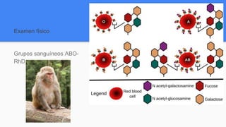 Examen físico
Grupos sanguíneos ABO-
RhD
 