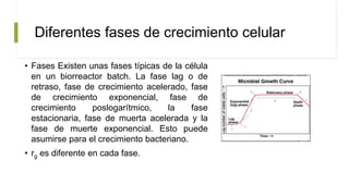 Diferentes fases de crecimiento celular
• Fases Existen unas fases típicas de la célula
en un biorreactor batch. La fase lag o de
retraso, fase de crecimiento acelerado, fase
de crecimiento exponencial, fase de
crecimiento poslogarítmico, la fase
estacionaria, fase de muerta acelerada y la
fase de muerte exponencial. Esto puede
asumirse para el crecimiento bacteriano.
• rg es diferente en cada fase.
 