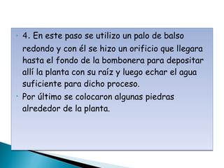 4.  En este paso se utilizo un palo de balso redondo y con él se hizo un orificio que llegara hasta el fondo de la bombonera para depositar allí la planta con su raíz y luego echar el agua suficiente para dicho proceso. Por último se colocaron algunas piedras alrededor de la planta. 