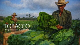 TOBACCO
The green resource of our territory
 