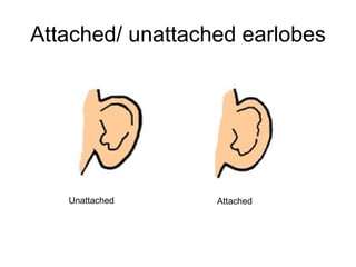 Attached/ unattached earlobes Unattached Attached 