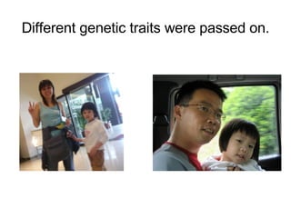 Different genetic traits were passed on. 