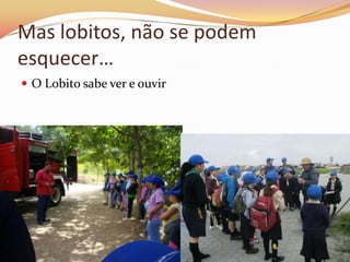 Mas lobitos, não se podem
esquecer…
 O Lobito sabe ver e ouvir
 