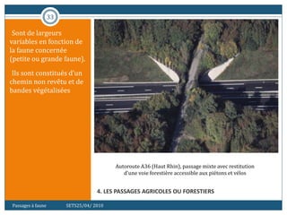 33
4. LES PASSAGES AGRICOLES OU FORESTIERS
•Sont de largeurs
variables en fonction de
la faune concernée
(petite ou grande faune).
•Ils sont constitués d’un
chemin non revêtu et de
bandes végétalisées
Passages à faune SETS25/04/ 2010
Autoroute A36 (Haut Rhin), passage mixte avec restitution
d'une voie forestière accessible aux piétons et vélos
 