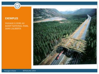 EXEMPLES
PASSAGE À OURS AU
BANFF NATIONAL PARK,
DANS L'ALBERTA
60
Passages à faune SETS25/04/ 2010
 