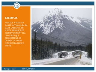 EXEMPLES
PASSAGE À OURS AU
BANFF NATIONAL PARK,
DANS L'ALBERTA EN
HIVER. REMARQUEZ
BIEN ÉVIDEMENT LES
CLÔTURES QUI
PERMETTENT DE
GUIDER LA FAUNE
JUSQU'AU PASSAGE À
FAUNE
61
Passages à faune SETS25/04/ 2010
 