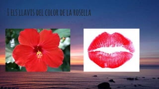 Ielsllavisdelcolordelarosella
 