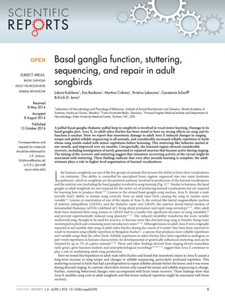 Basal ganglia function, stuttering, 
sequencing, and repair in adult 
songbirds 
Lubica Kubikova1, Eva Bosikova1, Martina Cvikova1, Kristina Lukacova1, Constance Scharff2 
& Erich D. Jarvis3 
1Laboratory of Neurobiology and Physiology of Behaviour, Institute of Animal Biochemistry and Genetics, Slovak Academy of 
Sciences, Ivanka pri Dunaji, Slovakia, 2Freie Universita¨t Berlin, Germany, 3Howard Hughes Medical Institute and Department of 
Neurobiology, Duke University Medical Center, Durham, NC, USA. 
A pallial-basal-ganglia-thalamic-pallial loop in songbirds is involved in vocal motor learning. Damage to its 
basal ganglia part, Area X, in adult zebra finches has been noted to have no strong effects on song and its 
function is unclear. Here we report that neurotoxic damage to adult Area X induced changes in singing 
tempo and global syllable sequencing in all animals, and considerably increased syllable repetition in birds 
whose song motifs ended with minor repetitions before lesioning. This stuttering-like behavior started at 
one month, and improved over six months. Unexpectedly, the lesioned region showed considerable 
recovery, including immigration of newly generated or repaired neurons that became active during singing. 
The timing of the recovery and stuttering suggest that immature recovering activity of the circuit might be 
associated with stuttering. These findings indicate that even after juvenile learning is complete, the adult 
striatum plays a role in higher level organization of learned vocalizations. 
Like humans, songbirds are one of the few groups of animals that possess the ability to learn their vocalizations 
via imitation. This ability is controlled by specialized brain regions organized into two main forebrain 
pathways, which in songbirds are the posterior pathway involved in production of the learned vocalizations 
and the anterior one (including the basal ganglia) involved in song learning (Fig. 1)1,2. Similar to humans, the basal 
ganglia in adult songbirds are not required for the motor act of producing learned vocalizations but are required 
for learning how to produce them1,3,4. Lesions to the striatal basal ganglia song nucleus, Area X, disrupt a male 
juvenile bird’s ability to imitate song correctly from an adult tutor bird, causing the song to remain more 
variable3,5. Lesions or inactivation of one of the inputs of Area X, the cortical-like lateral magnocellular nucleus 
of anterior nidopallium (LMAN), and the thalamic input into LMAN, the anterior dorsal lateral nucleus of 
dorsomedial thalamus [aDLM; redefined in6], bring about premature and rapid song stereotypy3,7–9. After adult 
birds have mastered their song, lesions to LMAN lead to a smaller but significant decrease on song variability10 
and prevent experimentally induced song plasticity11–13. The reduced variability transforms the more variable 
undirected song, thought to be used for practice, to become more like directed song sung to females, being more 
stereotyped in pitch and containing more introductory notes14–16. Although lesions to adult Area X were originally 
reported to not notably alter song of adult zebra finches during the course of 4 weeks3 they have been reported to 
result in transient song syllable repetition in Bengalese finches17, a species that produces more syllable repetitions 
and variable songs than the zebra finch. Syllable repetitions in zebra finches have been regarded as analogous to 
part-word repetitions in humans characteristic for developmental or genetically influenced stuttering, and can be 
imitated by up to 7% of captive animals18–20. These and other findings derived from singing-driven immediate 
early genes, gene-function analysis and neurophysiological recordings6,7,10,21–25 suggest that Area X continues to 
play a role in modulating adult song production. 
Here we tested this hypothesis in adult male zebra finches and found that neurotoxic injury to Area X caused a 
long-term increase in song tempo and changes in syllable sequencing, particularly profound repetition. This 
stuttering occurred in birds that had a predisposition to repeat syllables already before the lesion, and it was worse 
during directed singing. In contrast, electrolytic lesions only caused the tempo and syllable sequencing to change. 
Further, stuttering behavioral changes were accompanied with brain tissue recovery. These findings show that 
Area X modifies song even in adult songbirds and that lesion-induced repetition might be associated with brain 
recovery. 
OPEN 
SUBJECT AREAS: 
BASAL GANGLIA 
ADULT NEUROGENESIS 
ANIMAL BEHAVIOUR 
Received 
8 May 2014 
Accepted 
8 August 2014 
Published 
13 October 2014 
Correspondence and 
requests for materials 
should be addressed to 
L.K. (Lubica. 
Kubikova@savba.sk) 
or E.D.J. (Jarvis@ 
neuro.duke.edu) 
SCIENTIFIC REPORTS | 4 : 6590 | DOI: 10.1038/srep06590 1 
 