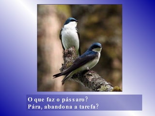 O que faz o pássaro? Pára, abandona a tarefa? 