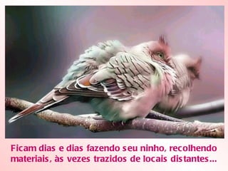 Ficam dias e dias fazendo seu ninho, recolhendo materiais, às vezes trazidos de locais distantes... 