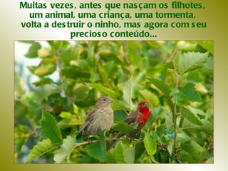 Muitas vezes, antes que nasçam os filhotes,  um animal, uma criança, uma tormenta,  volta a destruir o ninho, mas agora com seu precioso conteúdo... 