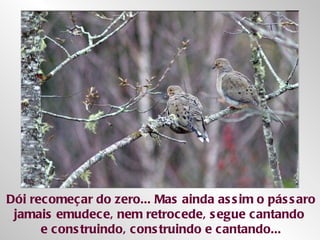 Dói recomeçar do zero... Mas ainda assim o pássaro jamais emudece, nem retrocede, segue cantando  e construindo, construindo e cantando... 