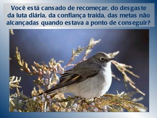 Você está cansado de recomeçar, do desgaste da luta diária, da confiança traída, das metas não alcançadas quando estava a ponto de conseguir? 