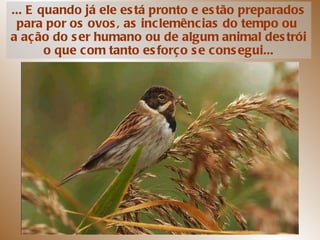 ... E quando já ele está pronto e estão preparados para por os ovos, as inclemências do tempo ou  a ação do ser humano ou de algum animal destrói o que com tanto esforço se consegui... 