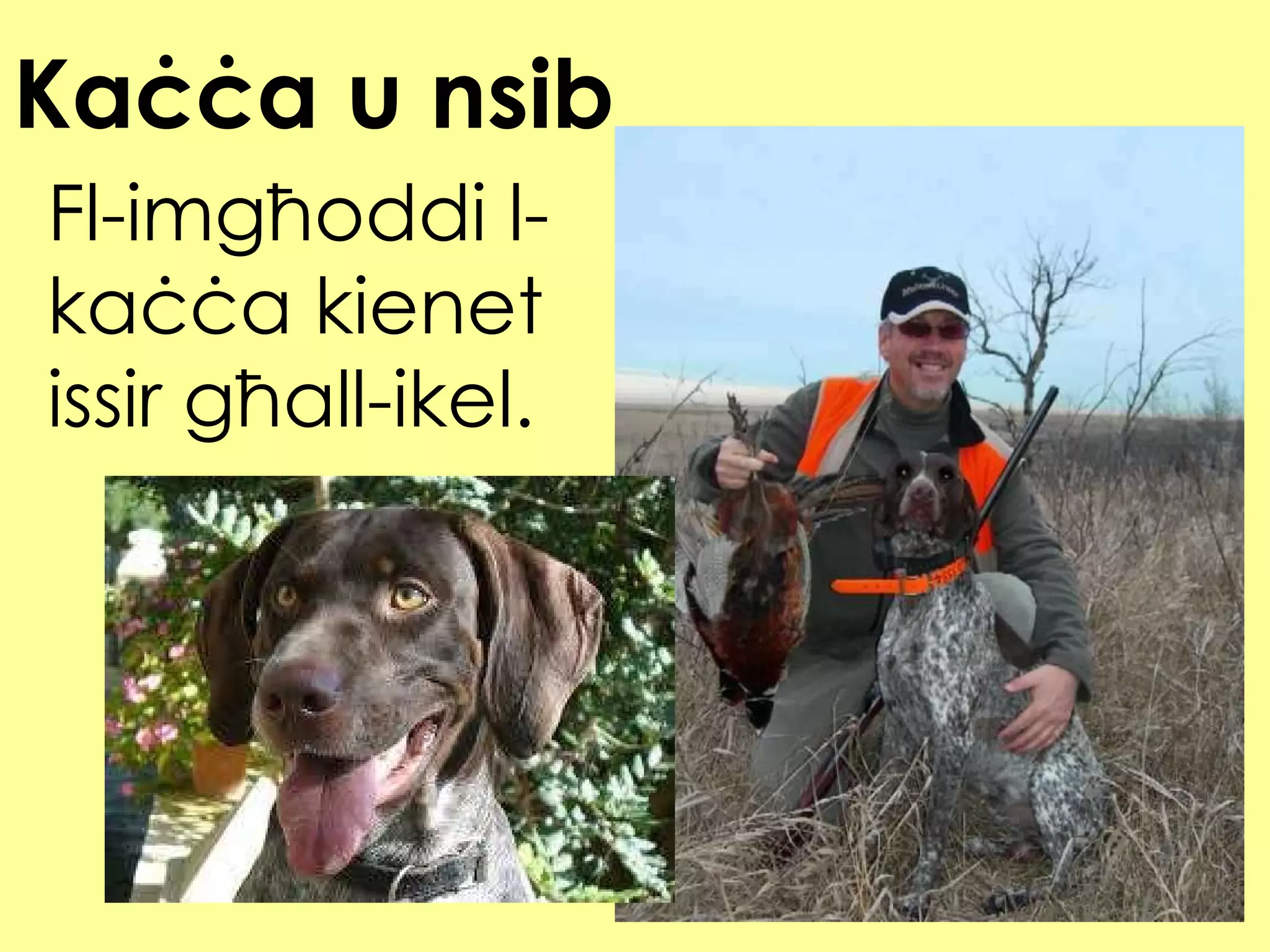 Ka ċċa u nsib Fl-imgħoddi l-kaċċa kienet issir għall-ikel. 