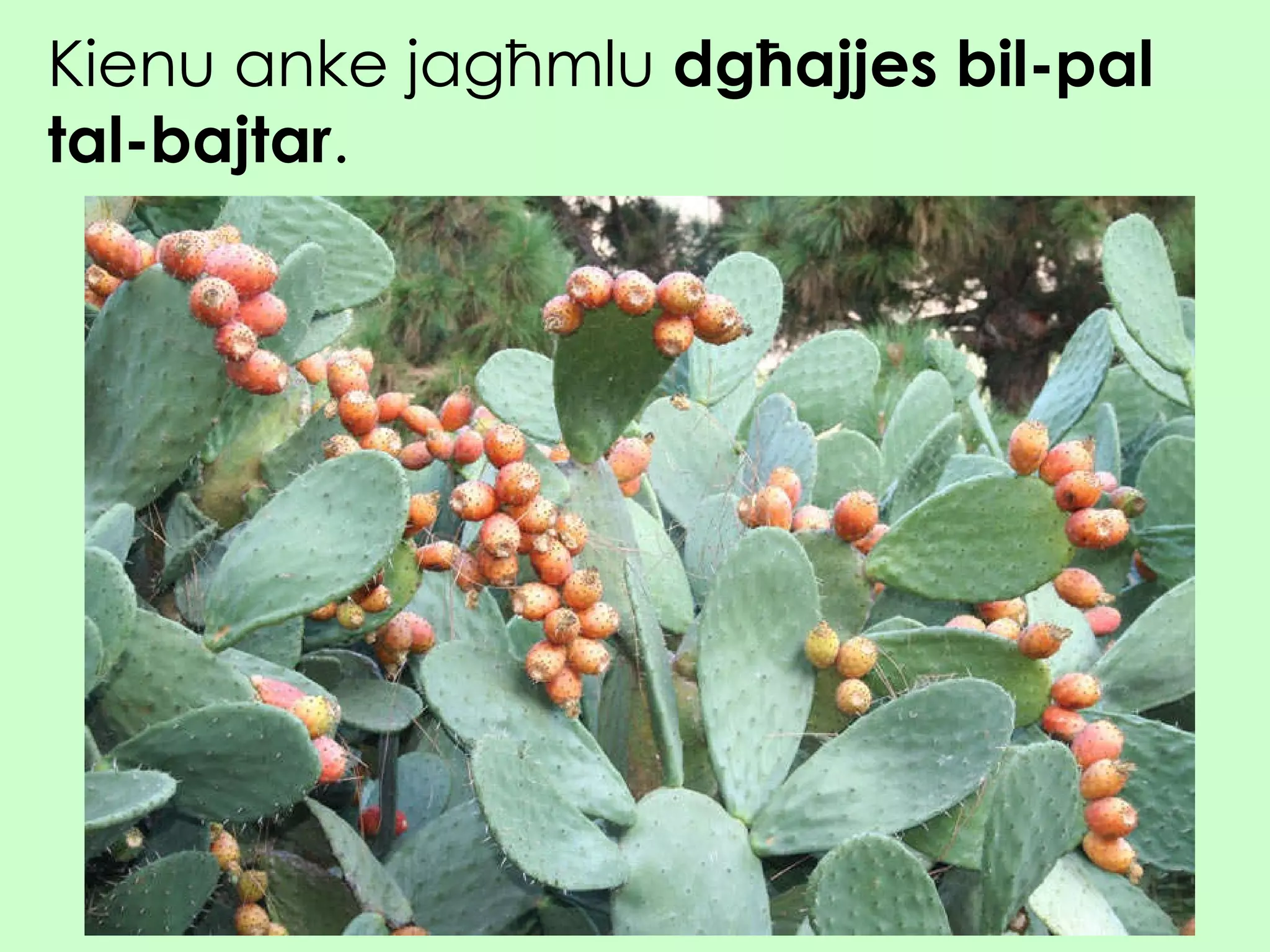 Kienu anke jagħmlu  dgħajjes bil-pal tal-bajtar . 