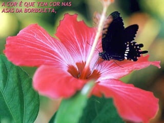A COR É QUE TEM COR NAS ASAS DA BORBOLETA, 