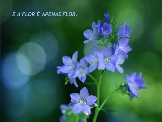 E A FLOR É APENAS FLOR. 