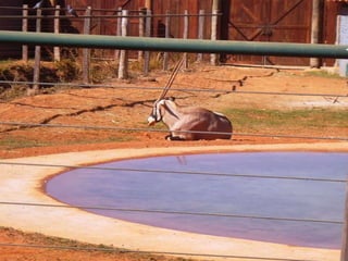 Passeio ao zoológico
