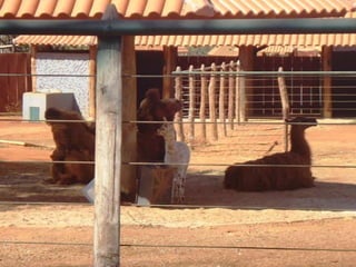 Passeio ao zoológico